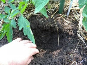 почва для помидор